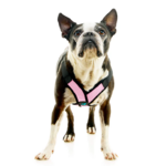 04234-miles-a-boston-terrier-wearing-comfort-x-step-in-lite-in-pink-standing-up-front-view-2048x2048px