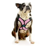 04234-miles-a-boston-terrier-wearing-comfort-x-step-in-lite-in-pink-sitting-down-front-view-2048x2048px