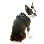 04234-miles-a-boston-terrier-wearing-comfort-x-step-in-lite-in-pink-sitting-down-back-view-2048x2048px
