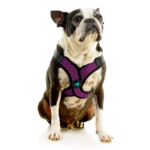 04234-miles-a-boston-terrier-wearing-comfort-x-step-in-lite-in-purple-sitting-down-front-view-2048x2048px