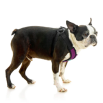 04234-miles-a-boston-terrier-wearing-comfort-x-step-in-lite-in-purple-standing-up-side-view-2048x2048px