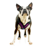 04234-miles-a-boston-terrier-wearing-comfort-x-step-in-lite-in-purple-standing-up-front-view-2048x2048px