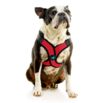 04234-miles-a-boston-terrier-wearing-comfort-x-step-in-lite-in-red-sitting-down-front-view-2048x2048px