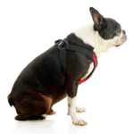04234-miles-a-boston-terrier-wearing-comfort-x-step-in-lite-in-red-sitting-down-side-view-2048x2048px