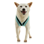gooby-office-dog-loki-a-shiba-inu-standing-wearing-escape-free-comfort-x-one-in-seattle-blue-front-view-2048x2048px