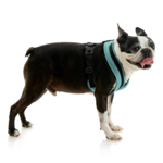 gooby-office-dog-miles-a-boston-terrier-standing-wearing-escape-free-comfort-x-one-in-seattle-blue-side-view-2048x2048px
