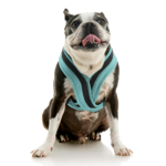 gooby-office-dog-miles-a-boston-terrier-sitting-wearing-escape-free-comfort-x-one-in-seattle-blue-front-view-2048x2048px