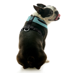 gooby-office-dog-miles-a-boston-terrier-sitting-wearing-escape-free-comfort-x-one-in-seattle-blue-back-view-2048x2048px