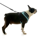 gooby-office-dog-miles-a-boston-terrier-standing-wearing-escape-free-comfort-x-one-with-leash-in-seattle-blue-side-view-2048x2048px