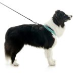 gooby-office-dog-oreo-a-border-collie-sitting-with-leash-wearing-escape-free-comfort-x-one-in-seattle-blue-side-view-2048x2048px