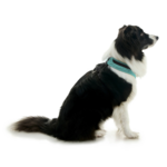 gooby-office-dog-oreo-a-border-collie-sitting-wearing-escape-free-comfort-x-one-in-seattle-blue-side-view-2048x2048px