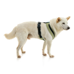gooby-office-dog-loki-a-shiba-inu-standing-wearing-escape-free-comfort-x-one-in-portland-green-side-view-2048x2048px