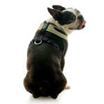 gooby-office-dog-miles-a-boston-terrier-sitting-wearing-escape-free-comfort-x-one-in-portland-green-back-view-2048x2048px