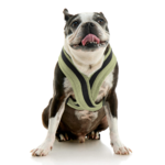 gooby-office-dog-miles-a-boston-terrier-sitting-wearing-escape-free-comfort-x-one-in-portland-green-front-view-2048x2048px