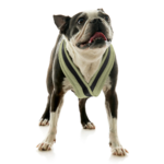 gooby-office-dog-miles-a-boston-terrier-standing-wearing-escape-free-comfort-x-one-in-portland-green-front-view-2048x2048px