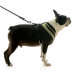 gooby-office-dog-miles-a-boston-terrier-standing-wearing-escape-free-comfort-x-one-with-leash-in-portland-green-side-view-2048x2048px
