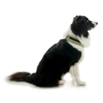 gooby-office-dog-oreo-a-border-collie-sitting-wearing-escape-free-comfort-x-one-in-portland-green-side-view-2048x2048px