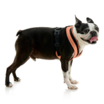 gooby-office-dog-miles-a-boston-terrier-standing-wearing-escape-free-comfort-x-one-in-atlanta-peach-side-view-2048x2048px