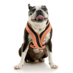 gooby-office-dog-miles-a-boston-terrier-sitting-wearing-escape-free-comfort-x-one-in-atlanta-peach-front-view-2048x2048px