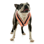 gooby-office-dog-miles-a-boston-terrier-standing-wearing-escape-free-comfort-x-one-in-atlanta-peach-front-view-2048x2048px