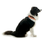 gooby-office-dog-oreo-a-border-collie-sitting-wearing-escape-free-comfort-x-one-in-atlanta-peach-side-view-2048x2048px