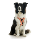 gooby-office-dog-oreo-a-border-collie-sitting-wearing-escape-free-comfort-x-one-in-atlanta-peach-front-view-2048x2048px