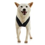 gooby-office-dog-loki-a-shiba-inu-standing-wearing-escape-free-comfort-x-one-in-black-front-view-2048x2048px-tinified