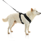 gooby-office-dog-loki-a-shiba-inu-standing-with-leash-wearing-escape-free-comfort-x-one-in-black-side-view-2048x2048px-tinified