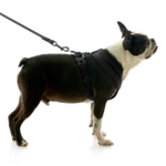 gooby-office-dog-miles-a-boston-terrier-standing-wearing-escape-free-comfort-x-one-with-leash-in-black-side-view-2048x2048px-tinified