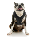 gooby-office-dog-miles-a-boston-terrier-sitting-wearing-escape-free-comfort-x-one-in-black-front-view-2048x2048px-tinified