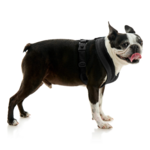 gooby-office-dog-miles-a-boston-terrier-standing-wearing-escape-free-comfort-x-one-in-black-side-view-2048x2048px-tinified