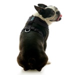 gooby-office-dog-miles-a-boston-terrier-sitting-wearing-escape-free-comfort-x-one-in-black-back-view-2048x2048px-tinified