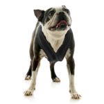 gooby-office-dog-miles-a-boston-terrier-standing-wearing-escape-free-comfort-x-one-in-black-front-view-2048x2048px-tinified