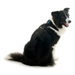 gooby-office-dog-oreo-a-border-collie-sitting-wearing-escape-free-comfort-x-one-in-black-back-view-2048x2048px-tinified