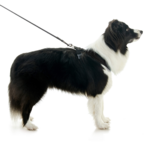 gooby-office-dog-oreo-a-border-collie-sitting-with-leash-wearing-escape-free-comfort-x-one-in-black-side-view-2048x2048px-tinified