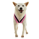 gooby-office-dog-loki-a-shiba-inu-standing-wearing-escape-free-comfort-x-one-in-flamingo-pink-front-view-2048x2048px-tinified