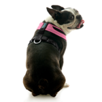 gooby-office-dog-miles-a-boston-terrier-sitting-wearing-escape-free-comfort-x-one-in-flamingo-pink-back-view-2048x2048px-tinified