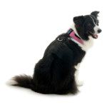 gooby-office-dog-oreo-a-border-collie-sitting-wearing-escape-free-comfort-x-one-in-flamingo-pink-back-view-2048x2048px-tinified