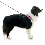 gooby-office-dog-oreo-a-border-collie-sitting-with-leash-wearing-escape-free-comfort-x-one-in-flamingo-pink-side-view-2048x2048px-tinified