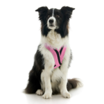 gooby-office-dog-oreo-a-border-collie-sitting-wearing-escape-free-comfort-x-one-in-flamingo-pink-front-view-2048x2048px-tinified