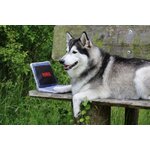 petflix3