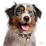 0027368_australian-shepherd-id-dog-tag