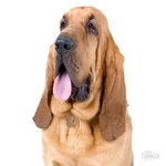 0026972_bloodhound-dog-tag