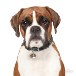 0027408_white-and-brown-boxer-id-dog-tag