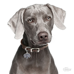 0027358_weimaraner-dog-tag