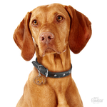 0026907_vizsla-dog-tag