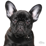 0027614_black-french-bulldog-id-dog-tag