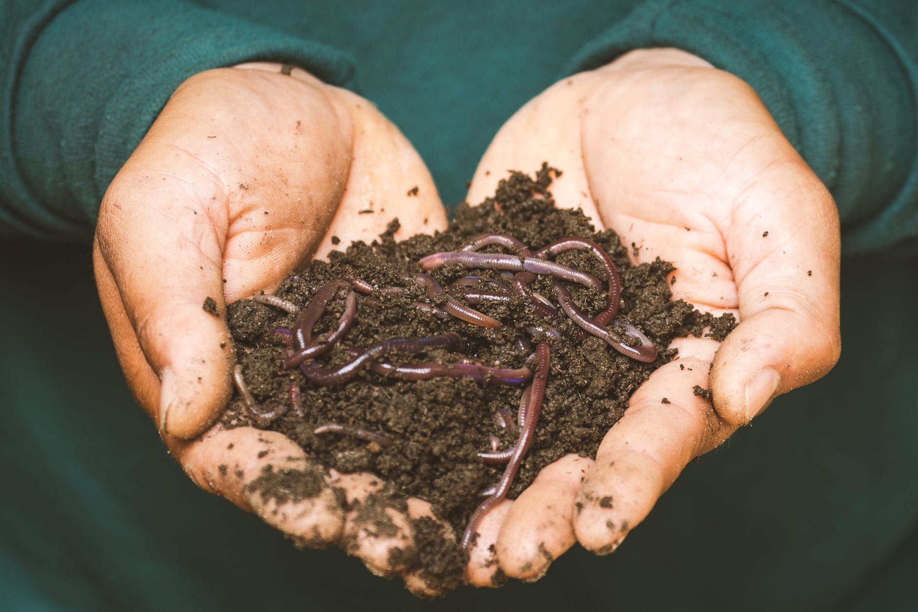 Augmentez la biodiversité dans votre environnement