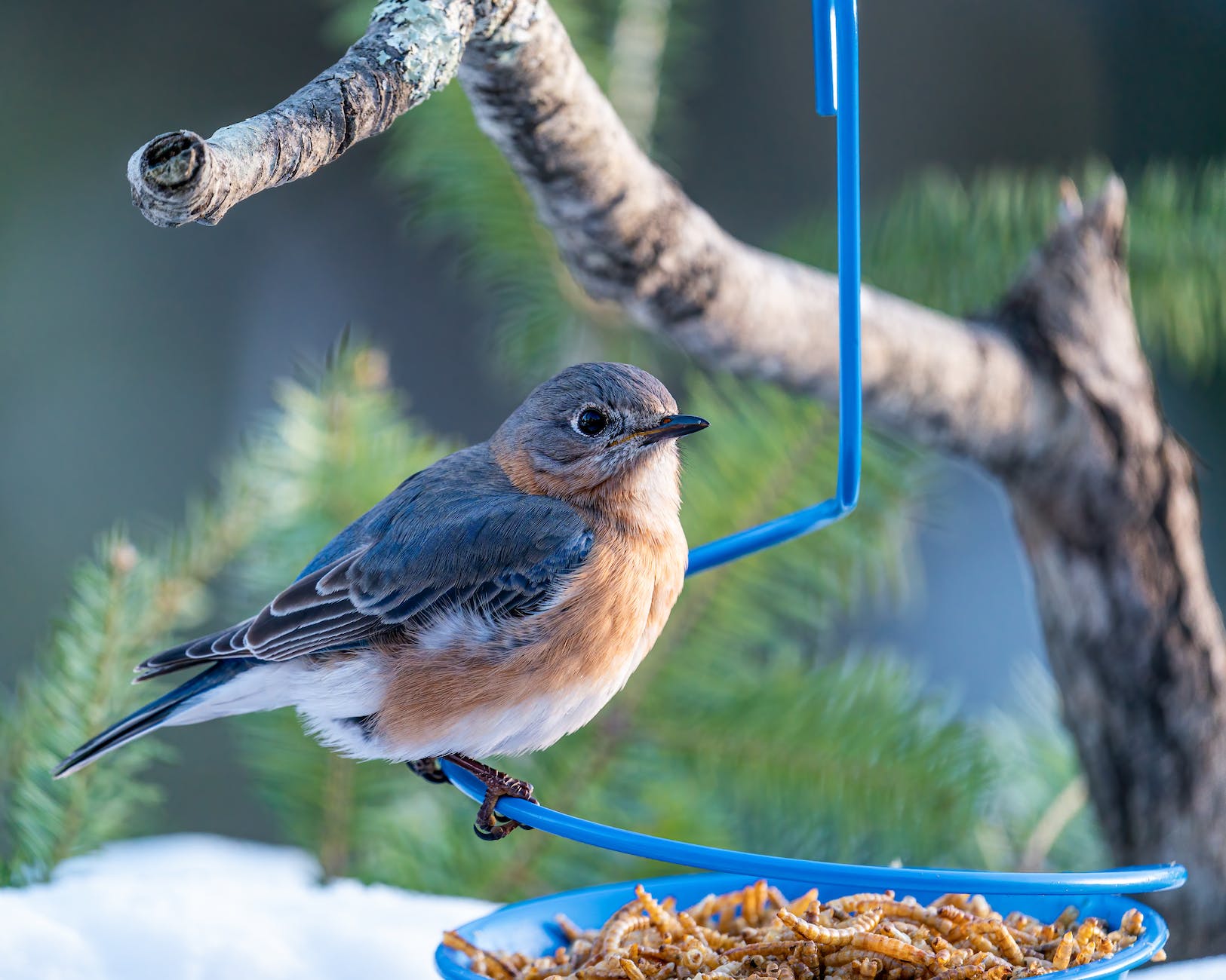 Photos gratuites de aile, angle faible, animal