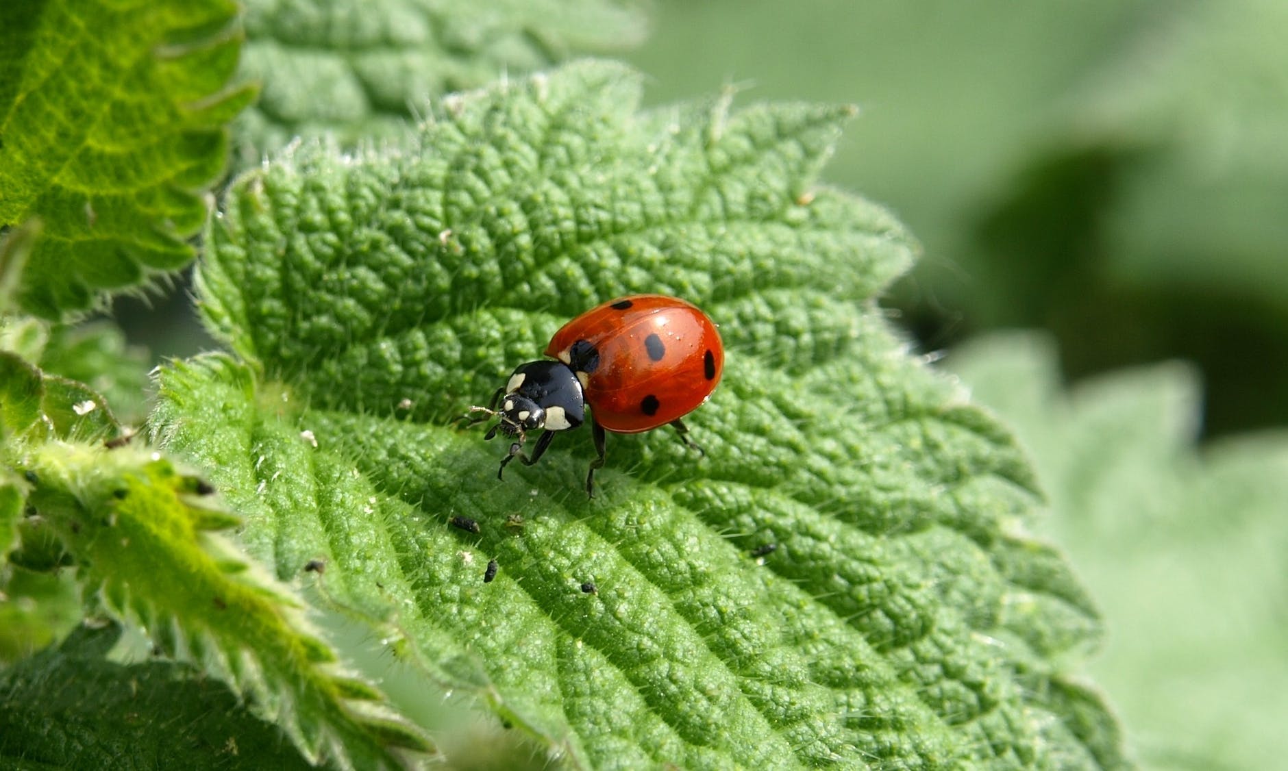 Insecte Coccinelle
